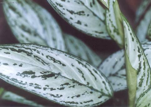 Foto: Aglaonema