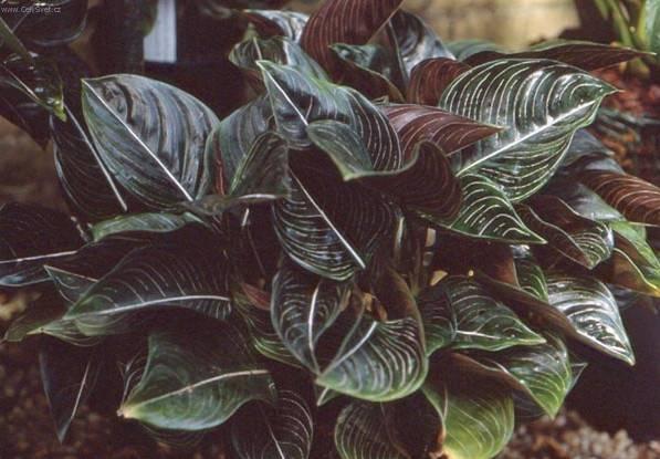 Foto: Aglaonema