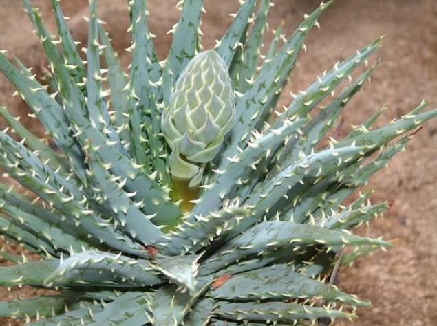 Foto: Aloe vera