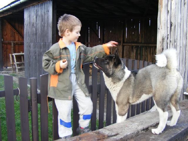 Fotky: Americk� akita (foto, obrazky)