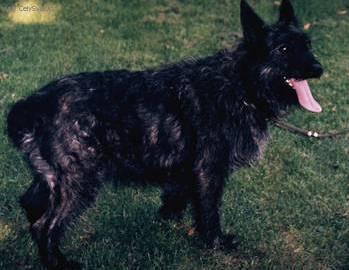 Foto: Ardensk� bouvier