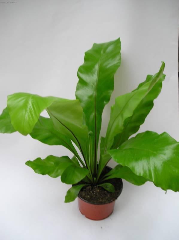 Fotky: Asplenium vlasov� (foto, obrazky)