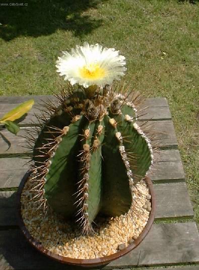 Foto: Astrophytum