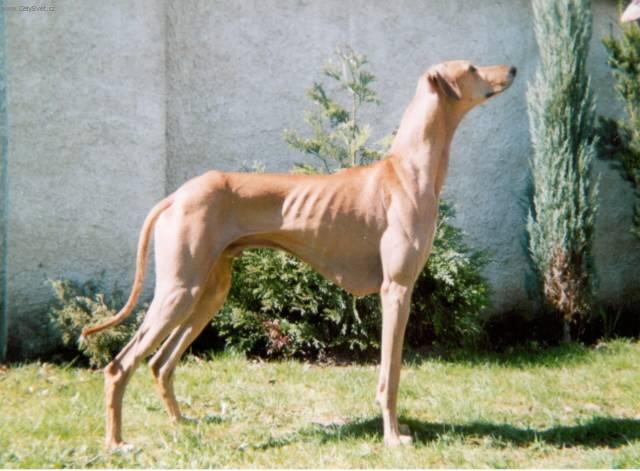 Foto: Azavak, Azava�sk� chrt-Majitelka: Zaneta Rouchalov� (pes: Fel�h Faranda Bohemia)