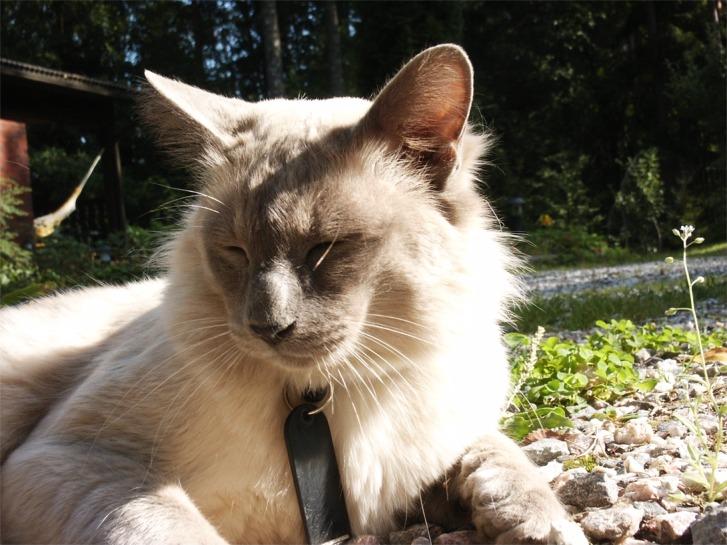 Foto: Balin�ska ko�ka-CHS: Valimaru *Cz