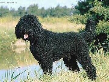 Foto: Barbet