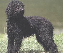 Foto: Barbet