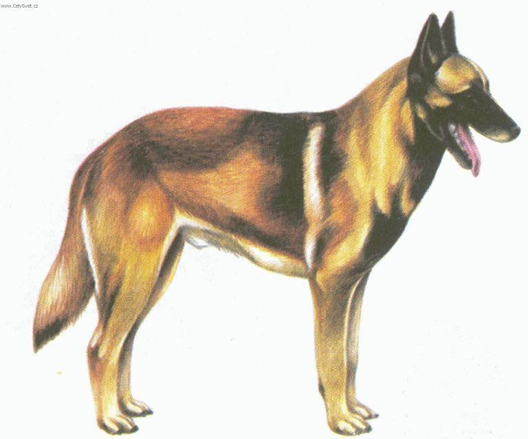 Fotky: Belgick� ov��k - Malinois (foto, obrazky)
