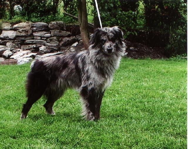 Foto: Pyrenejsk� ov��k s kratkou srst�-CHS: FARMA �T�KOT (�ert�kovi)