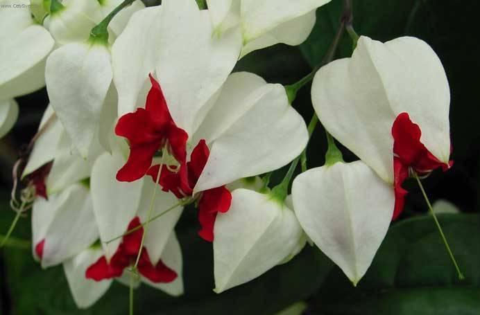 Fotky: Blahoke�, klerodendrum (foto, obrazky)