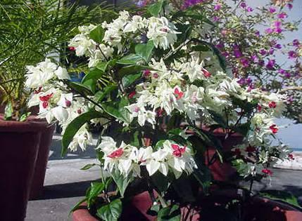 Foto: Blahoke�, klerodendrum