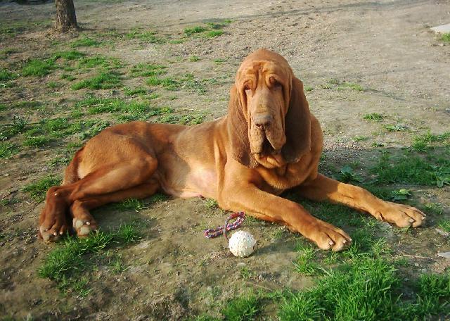Foto: Bloodhound-Jarn� hr�tky. Majitelka: Alena (alhavant@seznam.cz)