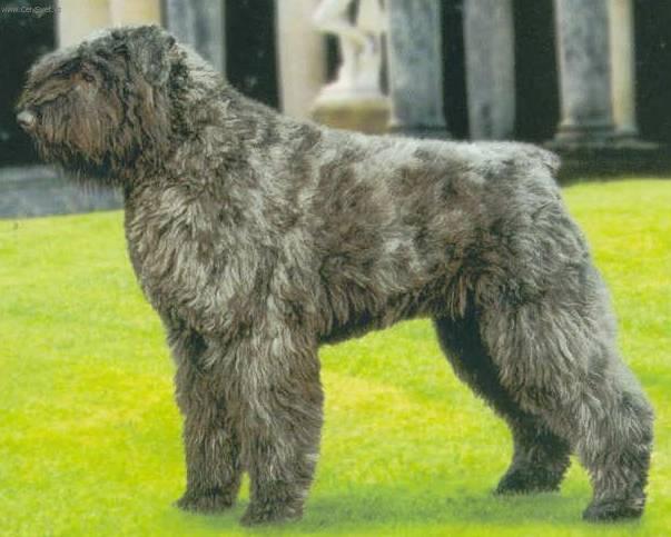Foto: Bouvier