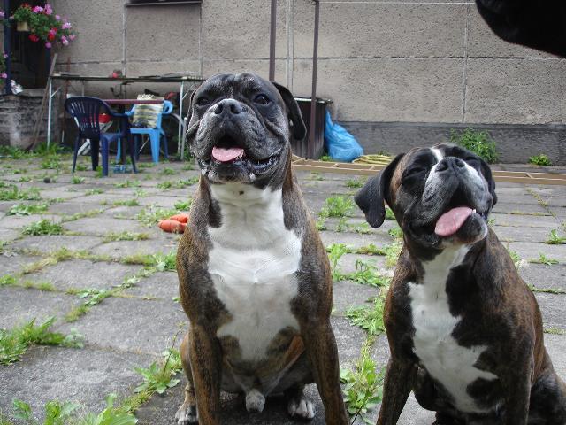 Fotky: N�meck� boxer (foto, obrazky)