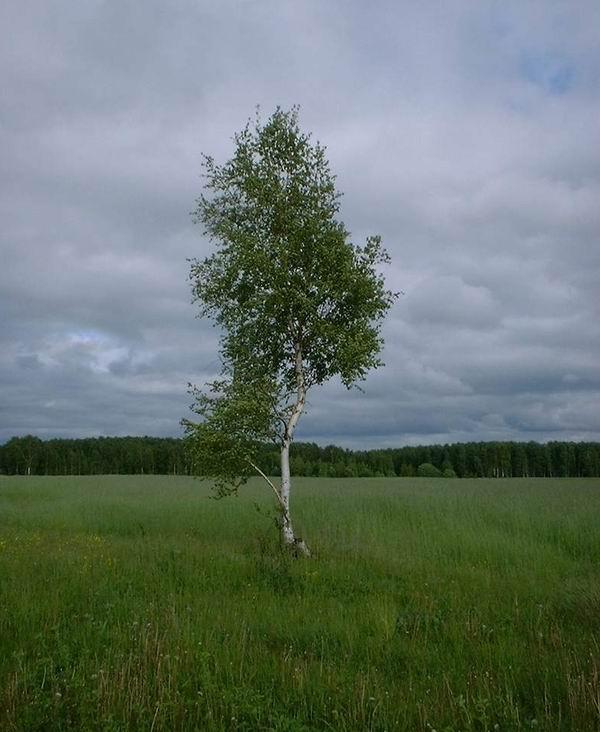 Foto: B��za bradavi�nat�