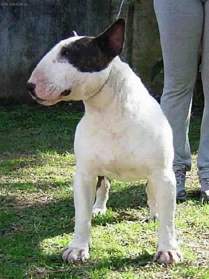 Fotky: Bulteri�r (Bullteri�r) (foto, obrazky)