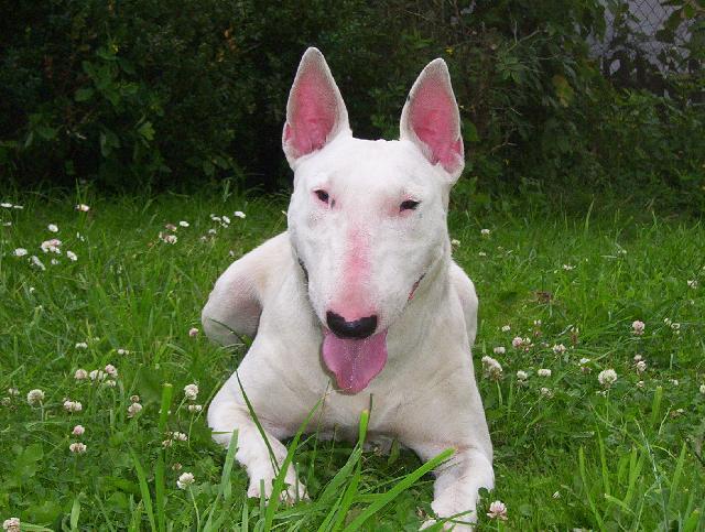 Fotky: Bulteri�r (Bullteri�r) (foto, obrazky)