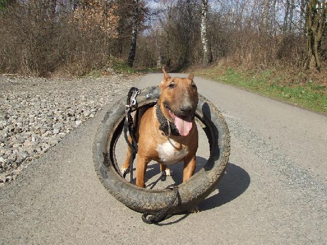 Fotky: Bulteri�r (Bullteri�r) (foto, obrazky)