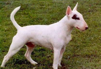 Fotky: Bulteri�r (Bullteri�r) (foto, obrazky)