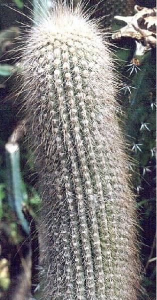 Foto: Cefalocereus
