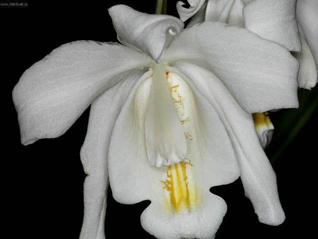 Foto: Celogyne