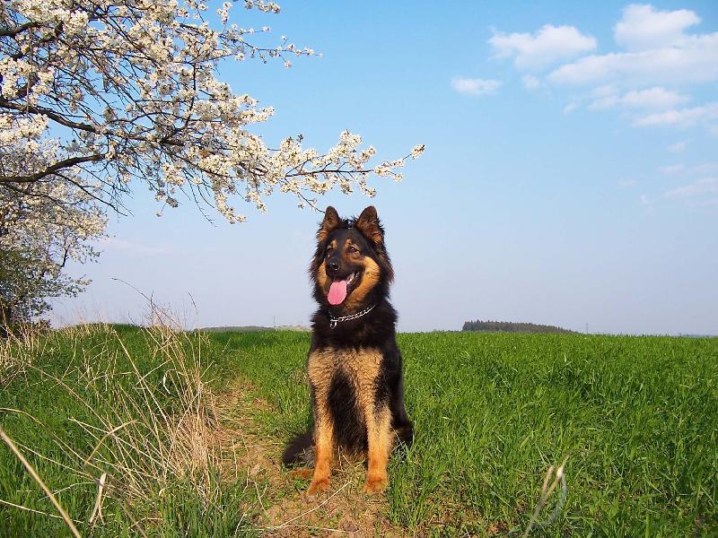 Foto: Chodsk� pes-Cirda. Foto: Petr Novotn�