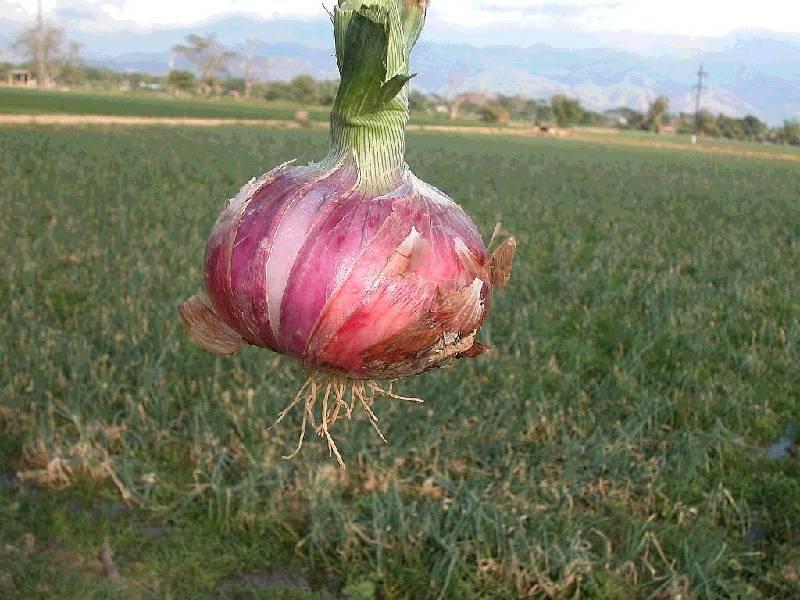 Foto: Cibule