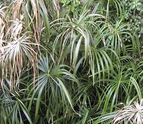 Foto: Cyperus, ��chor
