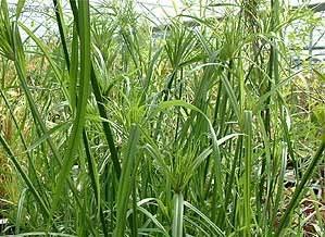 Foto: Cyperus, ��chor