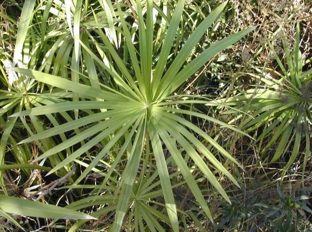 Foto: Cyperus, ��chor