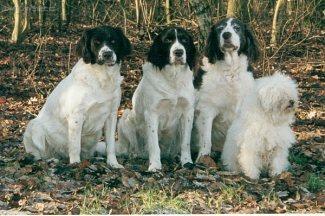 Foto: Dutch Partridge Dog-Majitel: info@vandeflevomare.nl