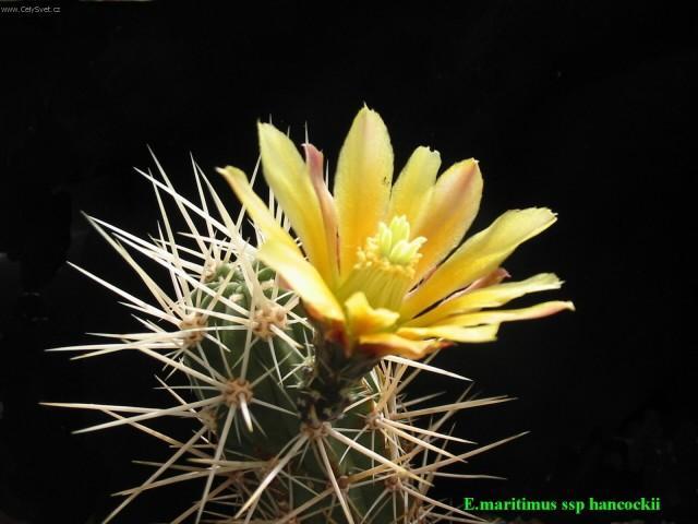 Foto: Echinocereus-Pestitel: Petr Sch�n