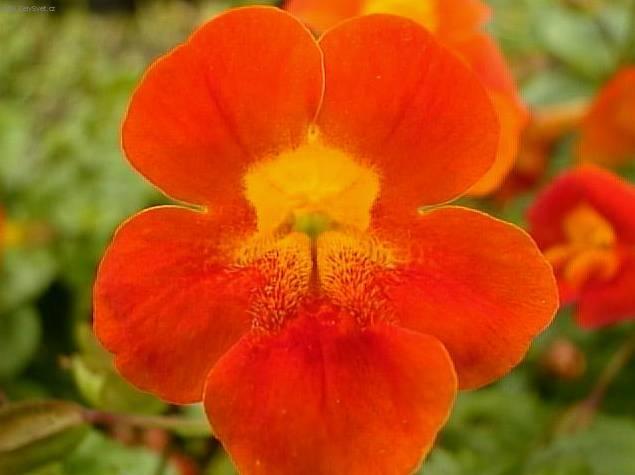 Foto: Episcia