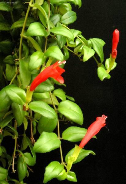 Foto: Eschynantus