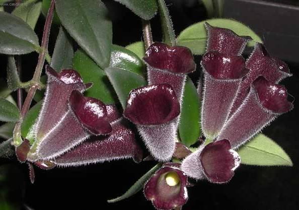 Foto: Eschynantus