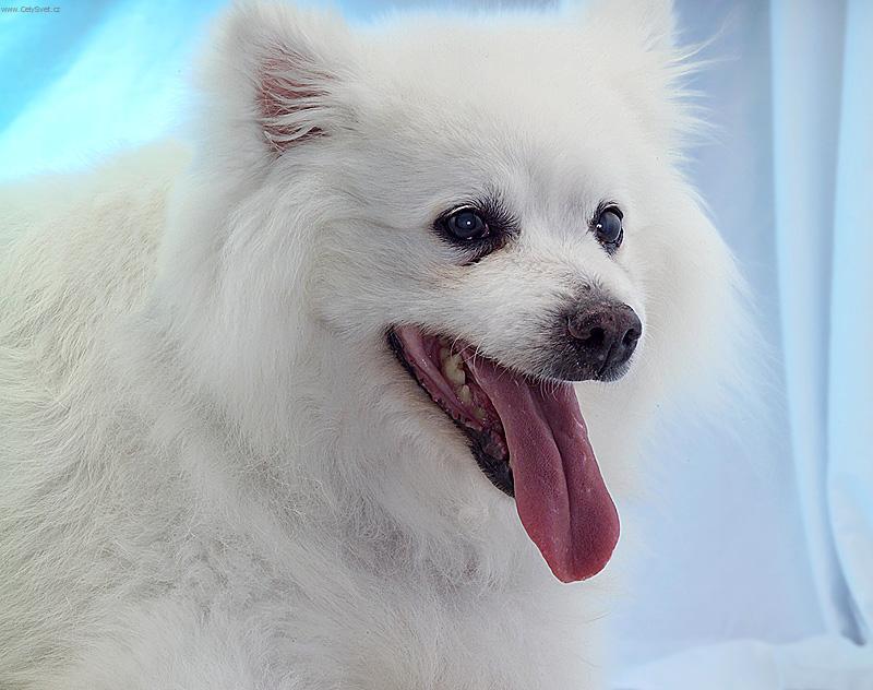 Foto: Eskym�ck� lajka-Max
