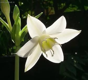 Fotky: Eucharis, l�benka (foto, obrazky)