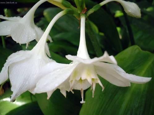 Foto: Eucharis, l�benka