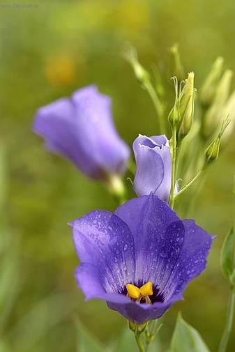 Fotky: Eustoma, j�cnovka (foto, obrazky)