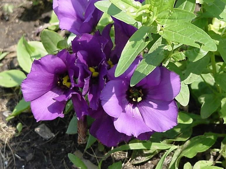 Fotky: Eustoma, j�cnovka (foto, obrazky)
