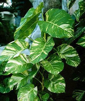 Foto: Filodendron