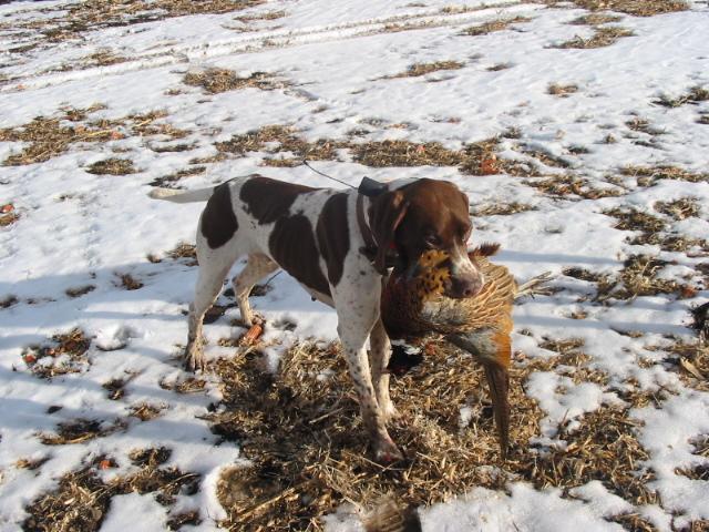 Foto: Francouzsk� oha� kr�tkosrst�, pyrenejsk�ho typu
