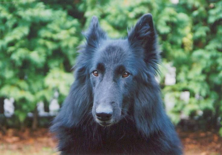 Fotky: Belgick� ov��k - Groenendael (foto, obrazky)