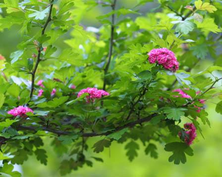 Foto: Hloh Obecn�