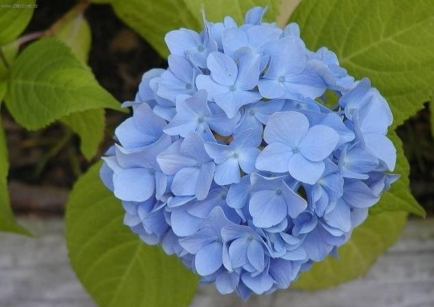 Fotky: Hortenzie velkolist� (foto, obrazky)