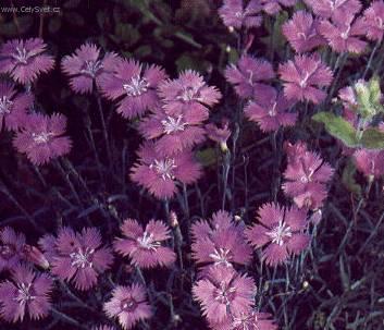 Fotky: Hvozd�k alp�nsk� (foto, obrazky)