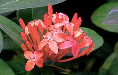Foto: Ixora �arlatov�