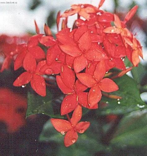 Foto: Ixora �arlatov�