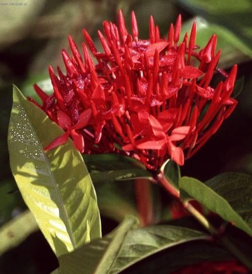 Foto: Ixora �arlatov�
