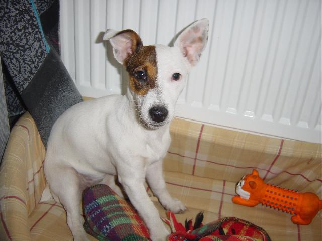 Fotky: Jack Russel�v Teri�r (foto, obrazky)